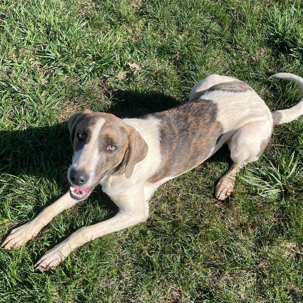https://www.shelterluv.com/sites/default/files/animal_pics/4980/2023/02/28/09/20230228091734.png