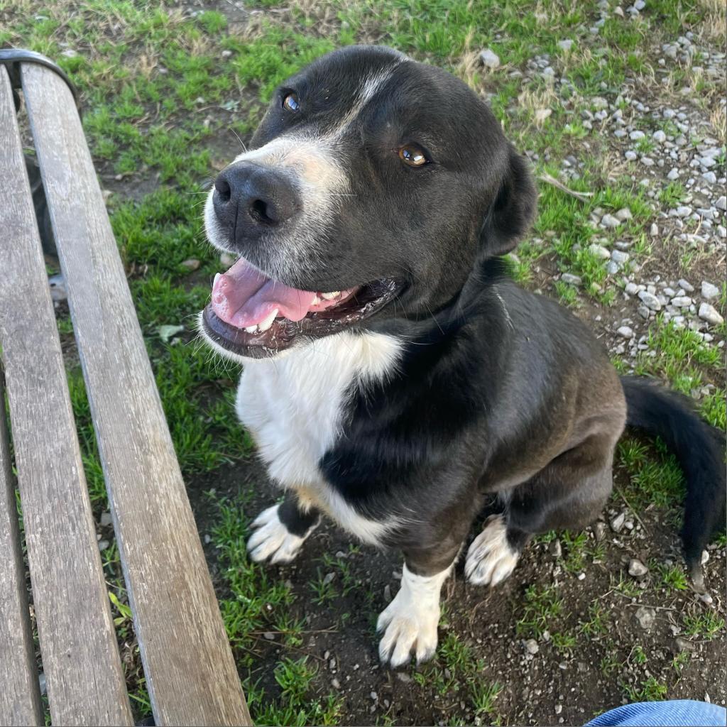 https://www.shelterluv.com/sites/default/files/animal_pics/4980/2023/02/28/09/20230228091846.png