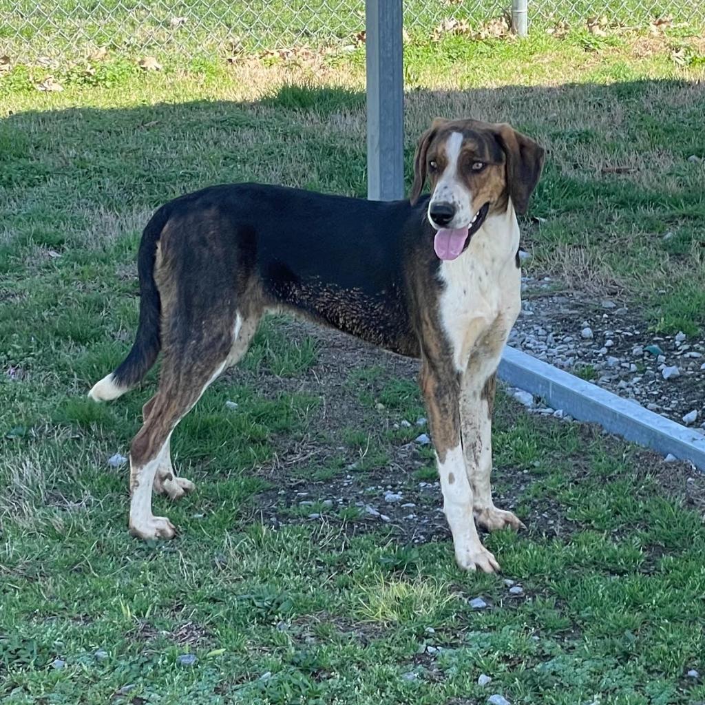 https://www.shelterluv.com/sites/default/files/animal_pics/4980/2023/02/28/09/20230228092552.png