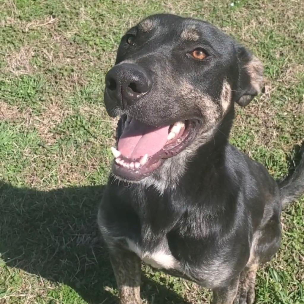 https://www.shelterluv.com/sites/default/files/animal_pics/4980/2023/03/01/09/20230301090055.png