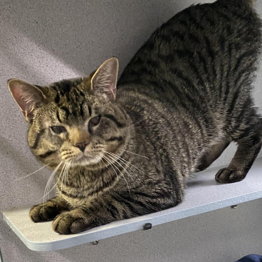 https://www.shelterluv.com/sites/default/files/animal_pics/4980/2023/03/02/11/20230302112200.png