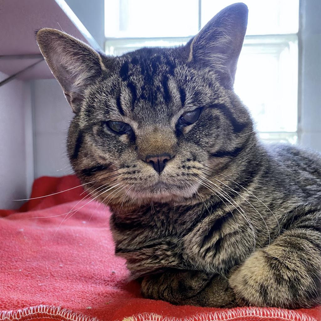https://www.shelterluv.com/sites/default/files/animal_pics/4980/2023/03/13/11/20230313113352.png