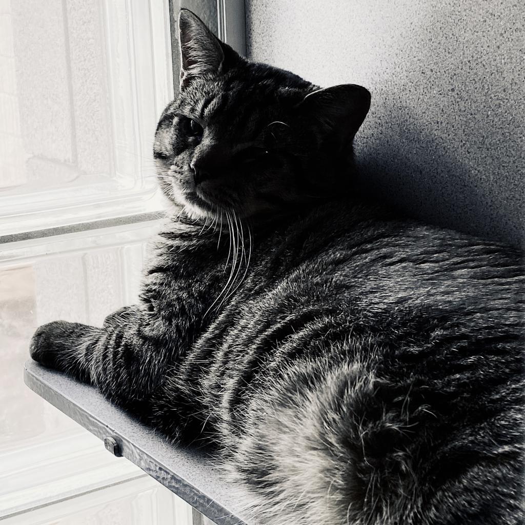 https://www.shelterluv.com/sites/default/files/animal_pics/4980/2023/03/13/11/20230313113501.png