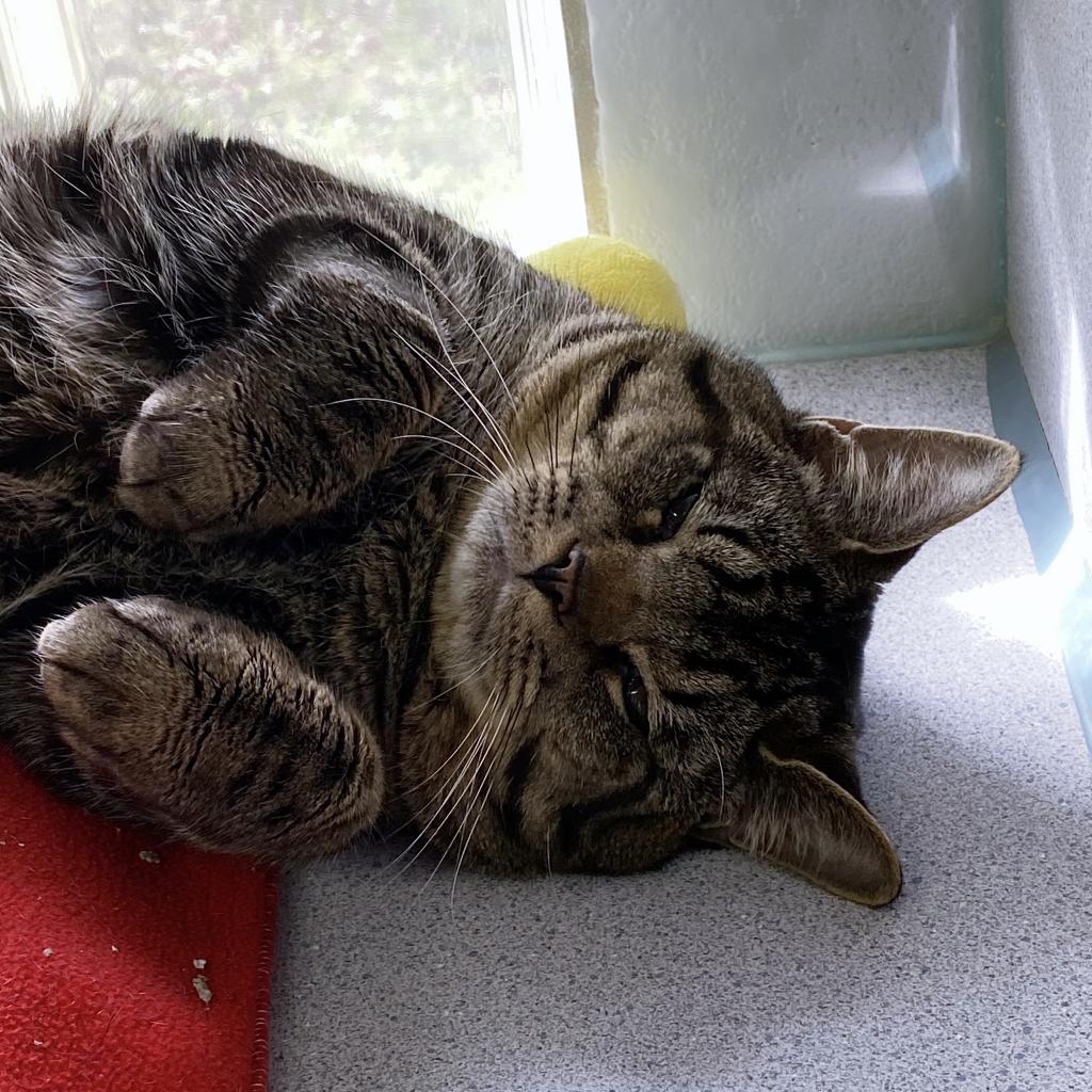 https://www.shelterluv.com/sites/default/files/animal_pics/4980/2023/03/13/11/20230313113545.png