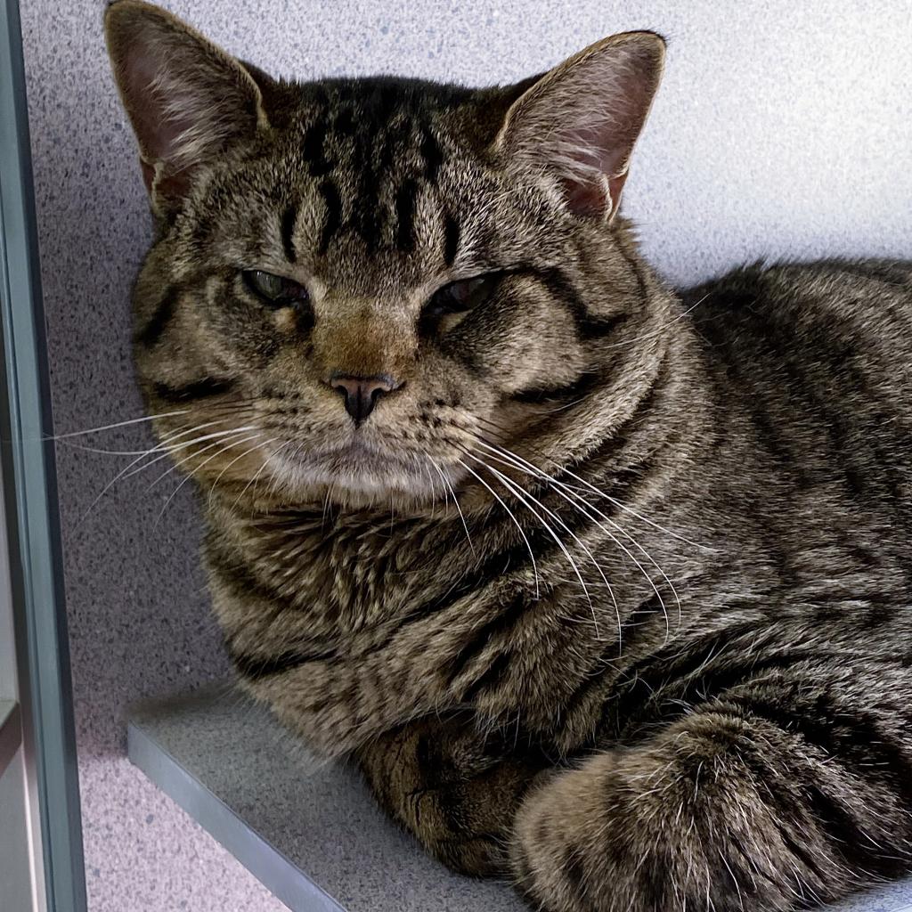 https://www.shelterluv.com/sites/default/files/animal_pics/4980/2023/03/13/11/20230313113620.png