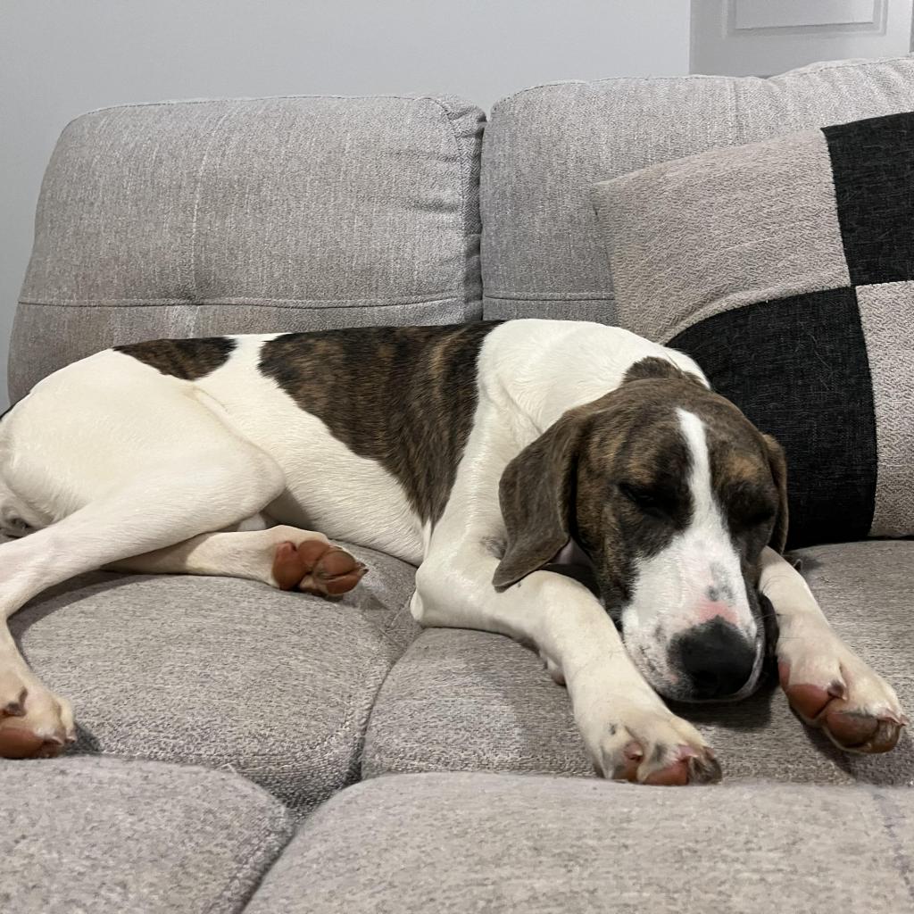 https://www.shelterluv.com/sites/default/files/animal_pics/4980/2023/03/16/08/20230316082828.png