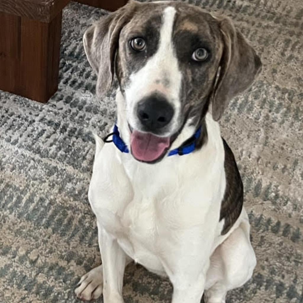 https://www.shelterluv.com/sites/default/files/animal_pics/4980/2023/03/16/08/20230316082849.png