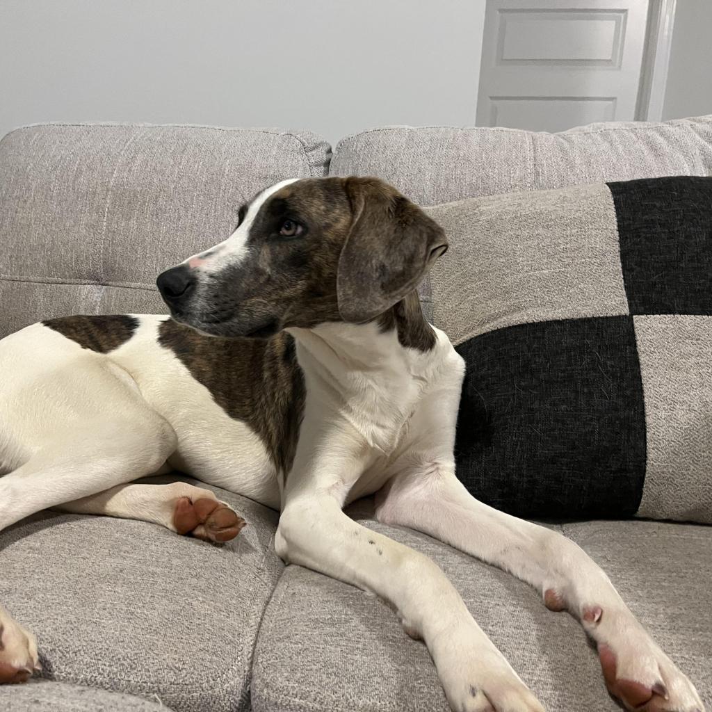 https://www.shelterluv.com/sites/default/files/animal_pics/4980/2023/03/16/08/20230316082900.png