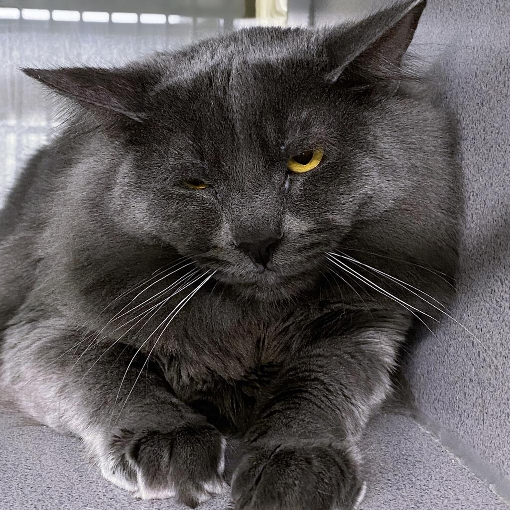 https://www.shelterluv.com/sites/default/files/animal_pics/4980/2023/03/22/13/20230322134621.png