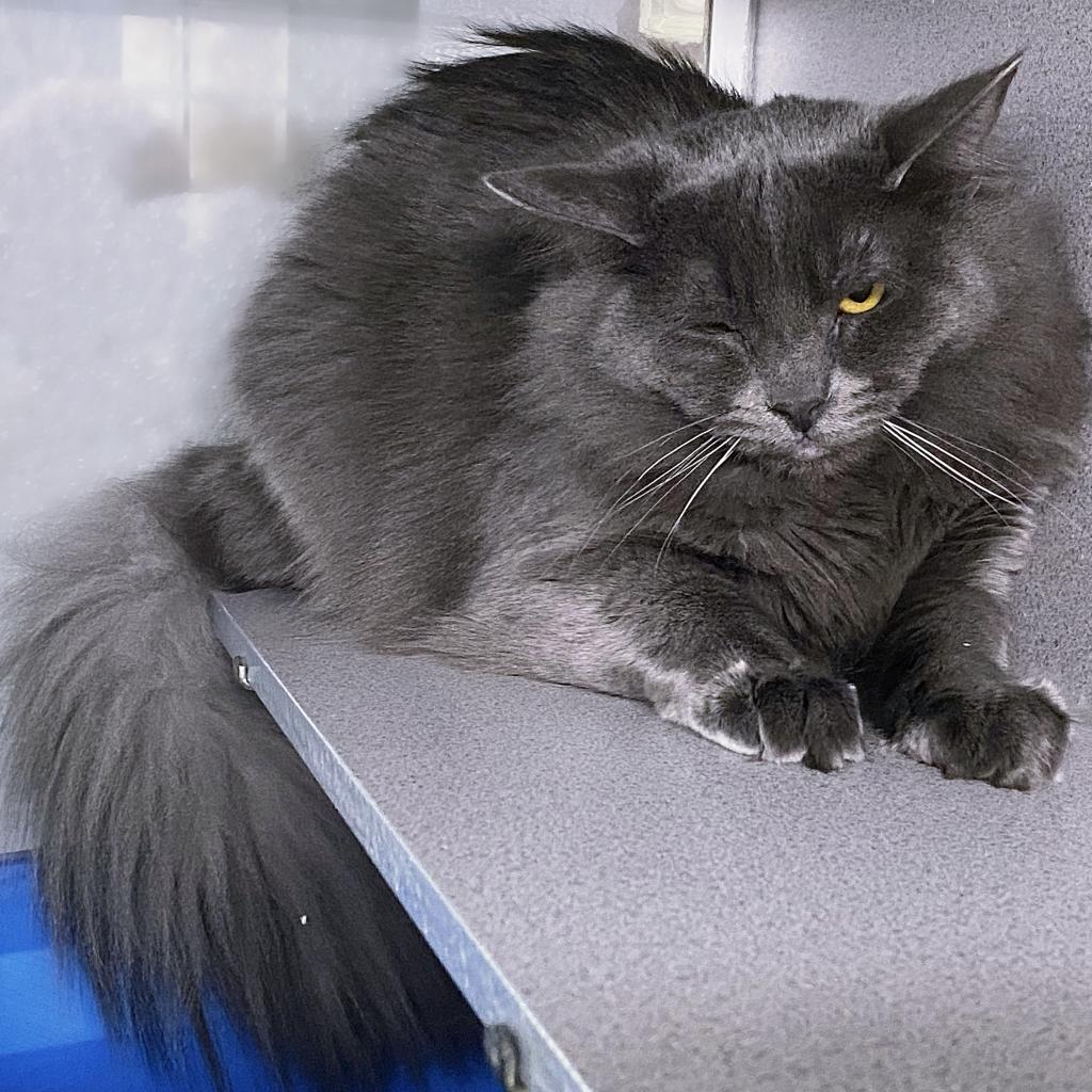 https://www.shelterluv.com/sites/default/files/animal_pics/4980/2023/03/22/13/20230322134641.png