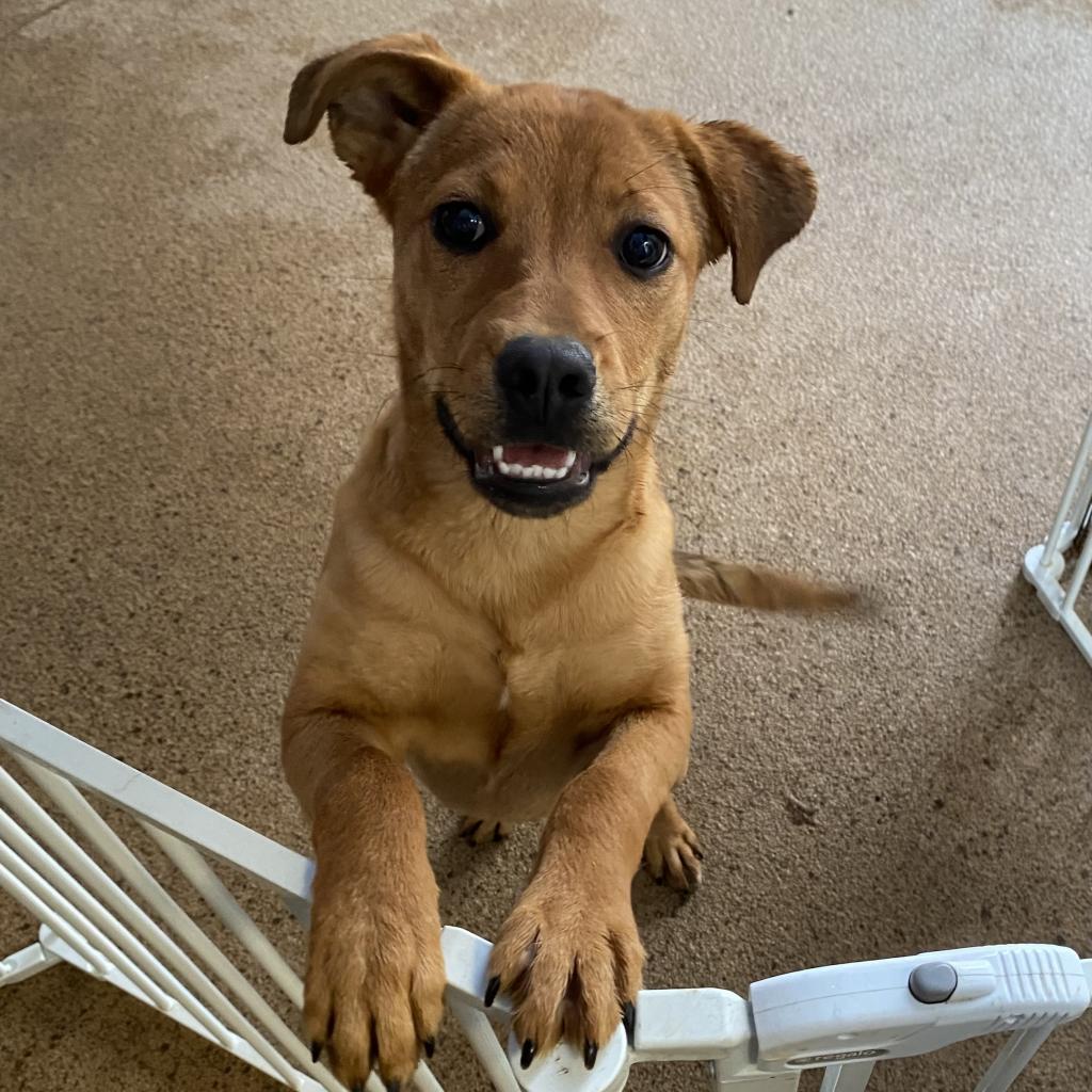 https://www.shelterluv.com/sites/default/files/animal_pics/4980/2023/03/23/10/20230323103506.png