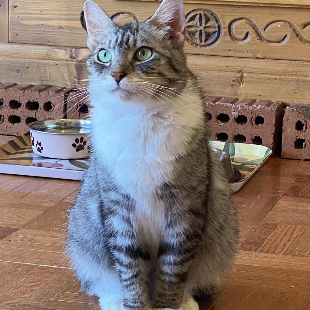https://www.shelterluv.com/sites/default/files/animal_pics/4980/2023/03/31/08/20230331080717.png