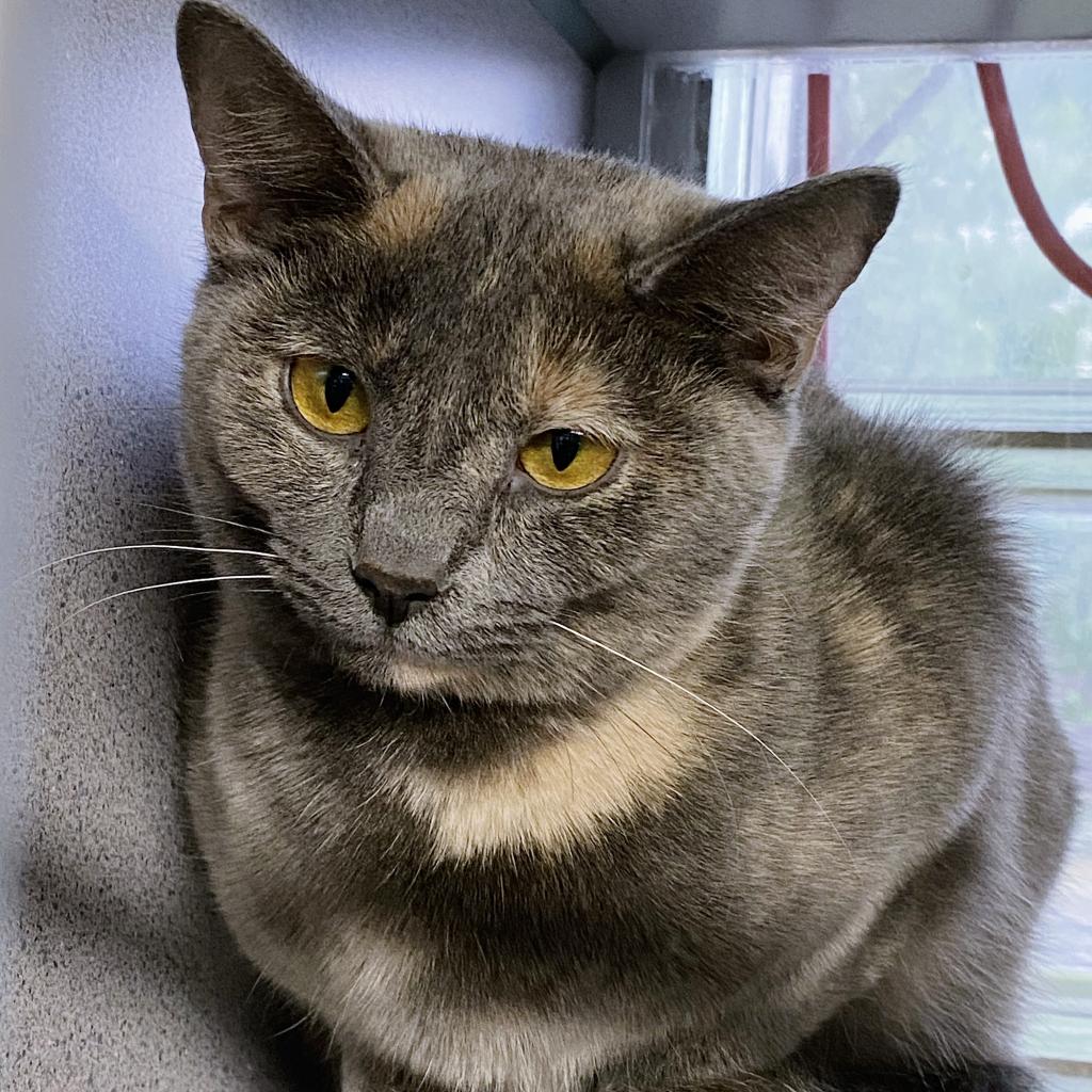https://www.shelterluv.com/sites/default/files/animal_pics/4980/2023/04/09/06/20230409061211.png
