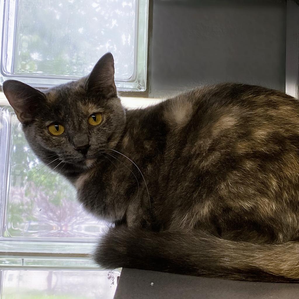 https://www.shelterluv.com/sites/default/files/animal_pics/4980/2023/04/09/06/20230409061252.png