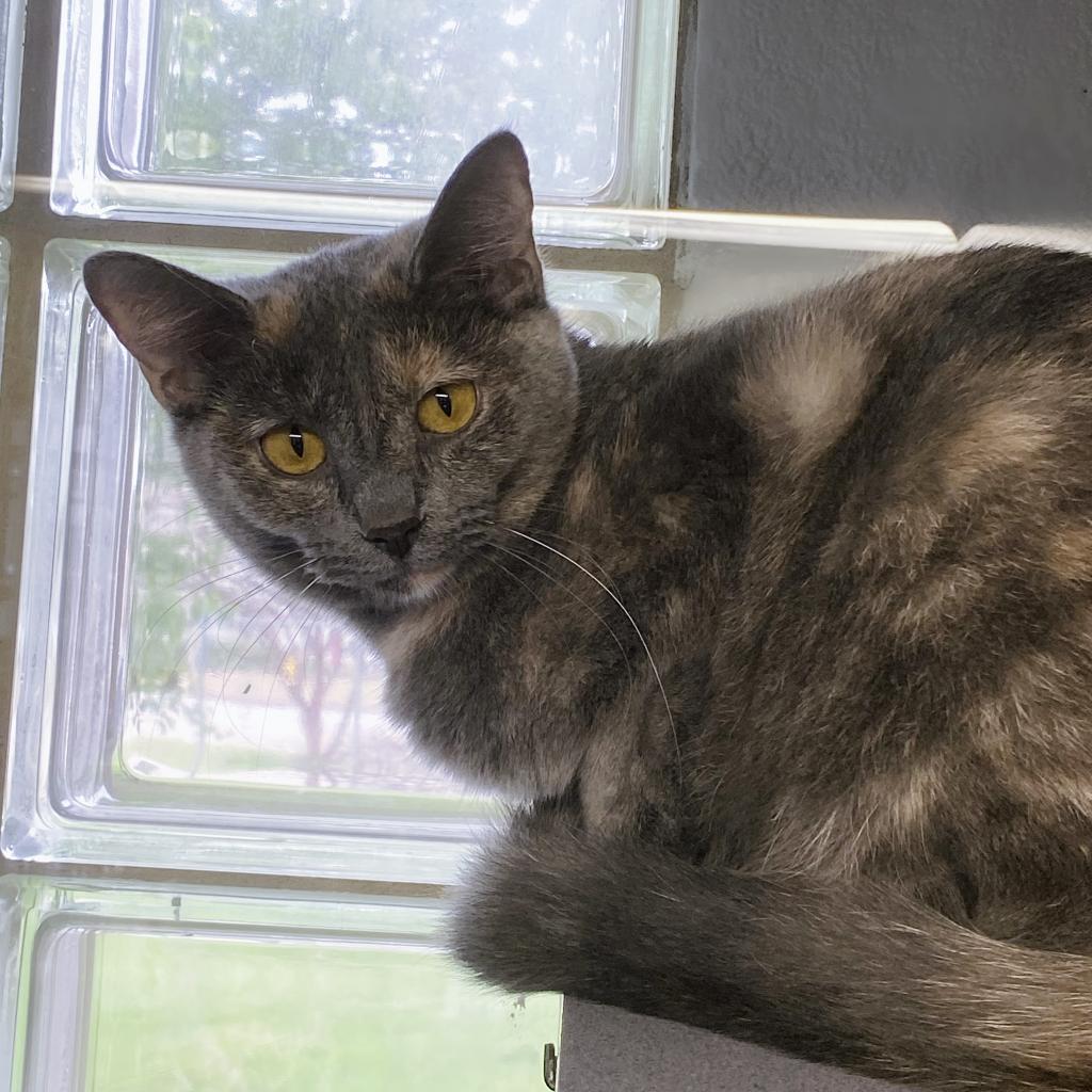 https://www.shelterluv.com/sites/default/files/animal_pics/4980/2023/04/09/06/20230409061443.png