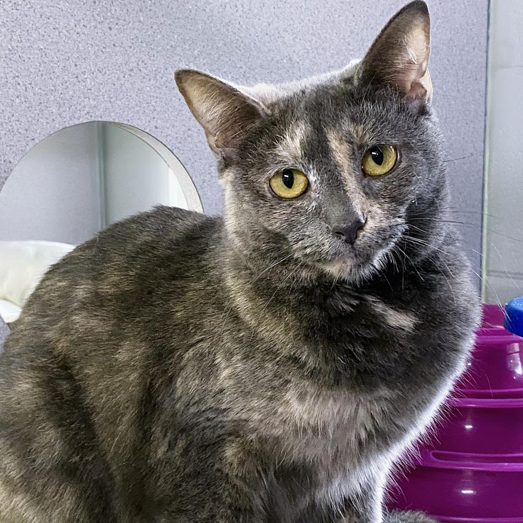 https://www.shelterluv.com/sites/default/files/animal_pics/4980/2023/04/09/06/20230409063621.png