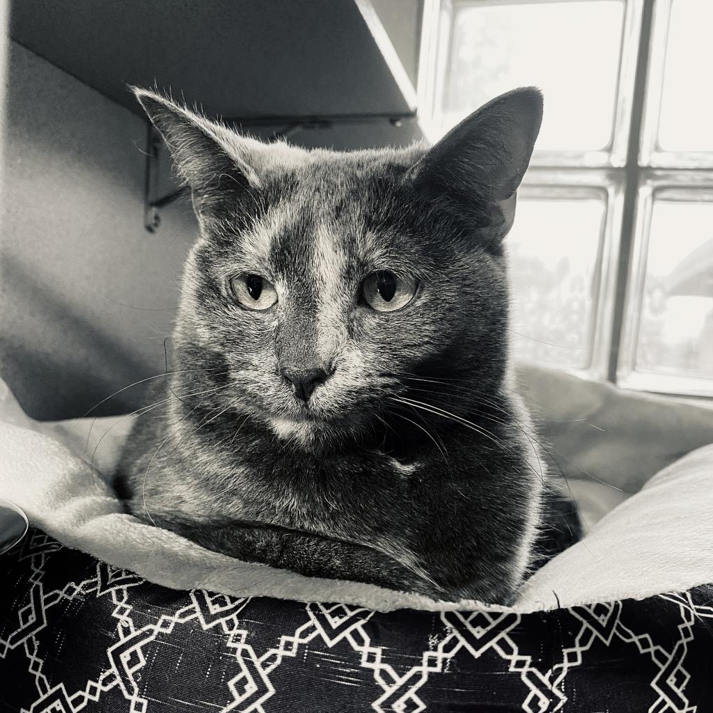 https://www.shelterluv.com/sites/default/files/animal_pics/4980/2023/04/09/06/20230409063646.png