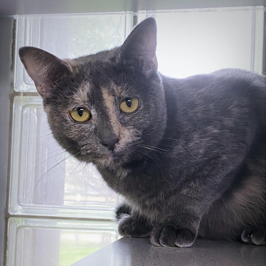 https://www.shelterluv.com/sites/default/files/animal_pics/4980/2023/04/09/06/20230409063746.png