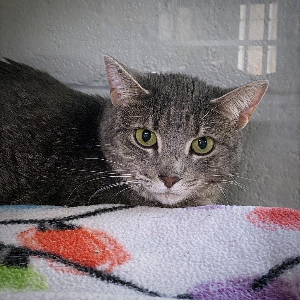 https://www.shelterluv.com/sites/default/files/animal_pics/4980/2023/04/09/11/20230409114609.png