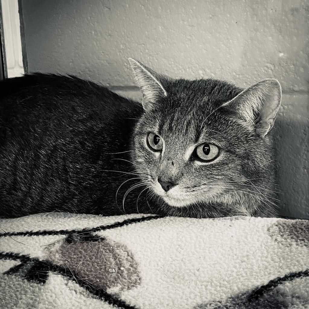 https://www.shelterluv.com/sites/default/files/animal_pics/4980/2023/04/09/11/20230409114623.png