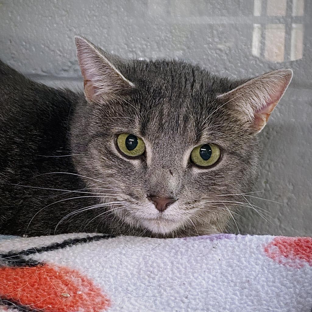 https://www.shelterluv.com/sites/default/files/animal_pics/4980/2023/04/09/11/20230409114833.png