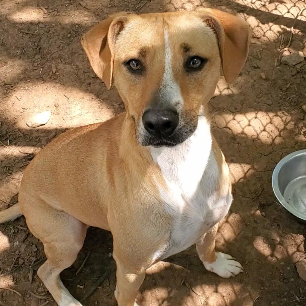 https://www.shelterluv.com/sites/default/files/animal_pics/4980/2023/04/18/11/20230418113801.png