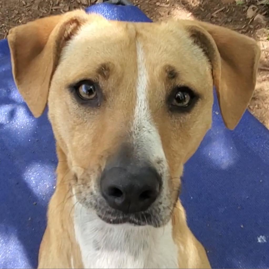 https://www.shelterluv.com/sites/default/files/animal_pics/4980/2023/04/18/11/20230418114142.png