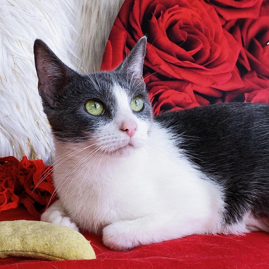 https://www.shelterluv.com/sites/default/files/animal_pics/4980/2023/04/20/09/20230420092324.png
