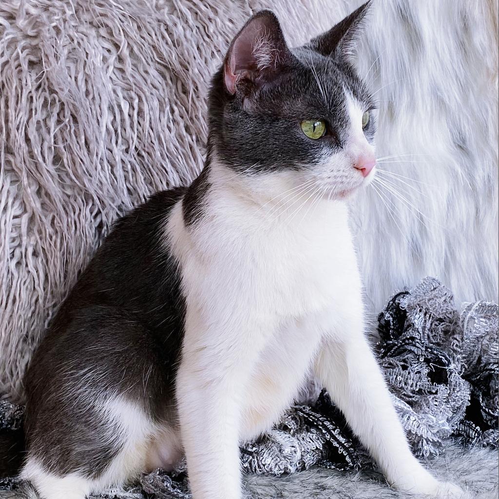 https://www.shelterluv.com/sites/default/files/animal_pics/4980/2023/04/20/09/20230420092445.png