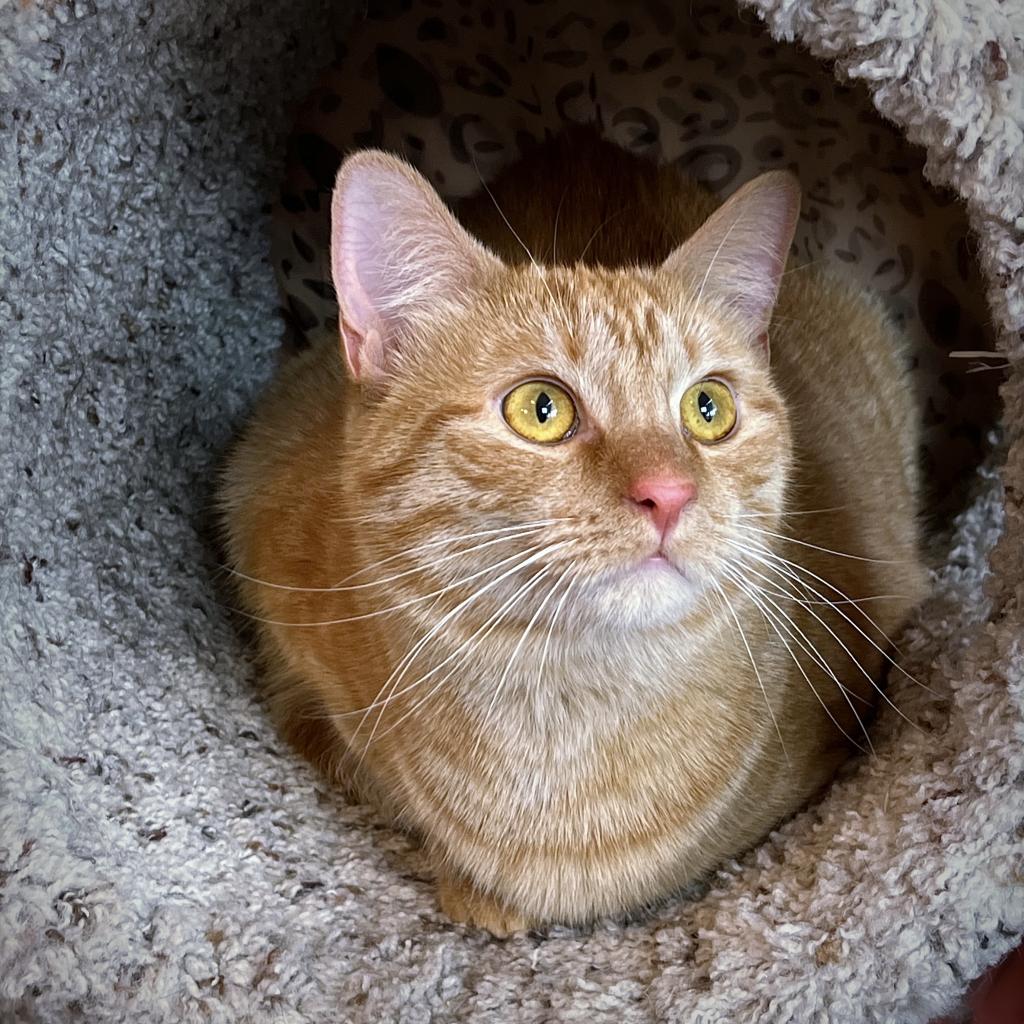 https://www.shelterluv.com/sites/default/files/animal_pics/4980/2023/04/20/12/20230420123422.png