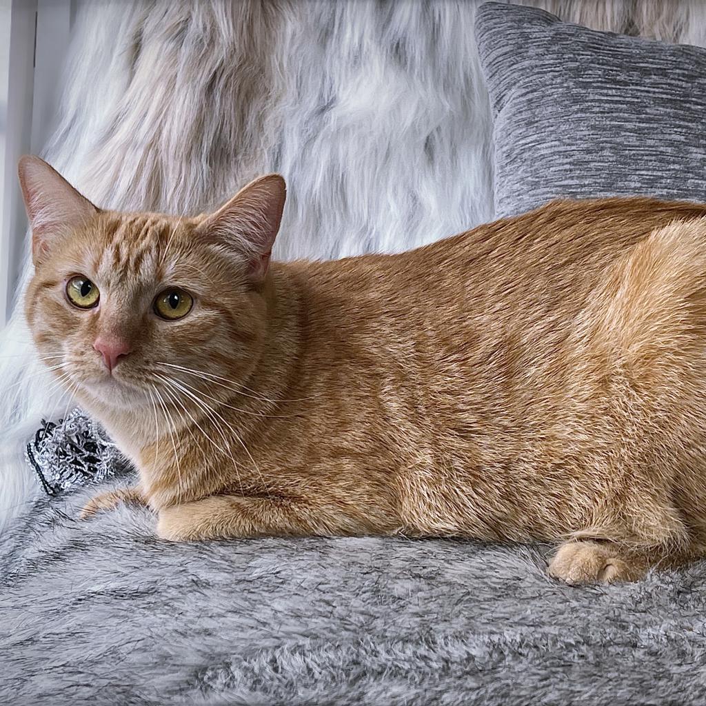 https://www.shelterluv.com/sites/default/files/animal_pics/4980/2023/04/20/12/20230420123910.png