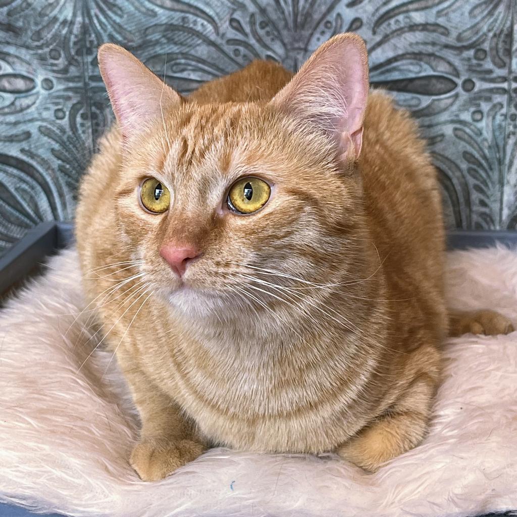 https://www.shelterluv.com/sites/default/files/animal_pics/4980/2023/04/20/12/20230420123953.png