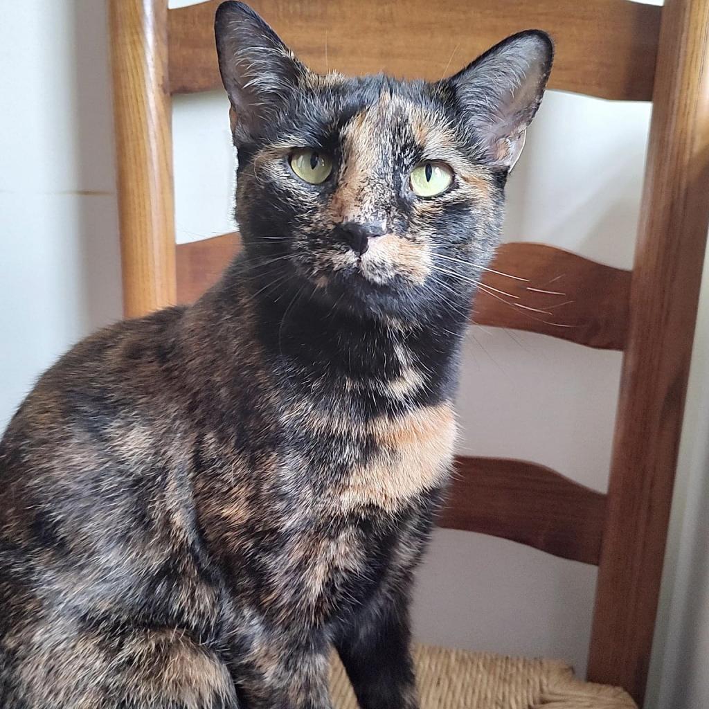 https://www.shelterluv.com/sites/default/files/animal_pics/4980/2023/04/20/12/20230420124609.png