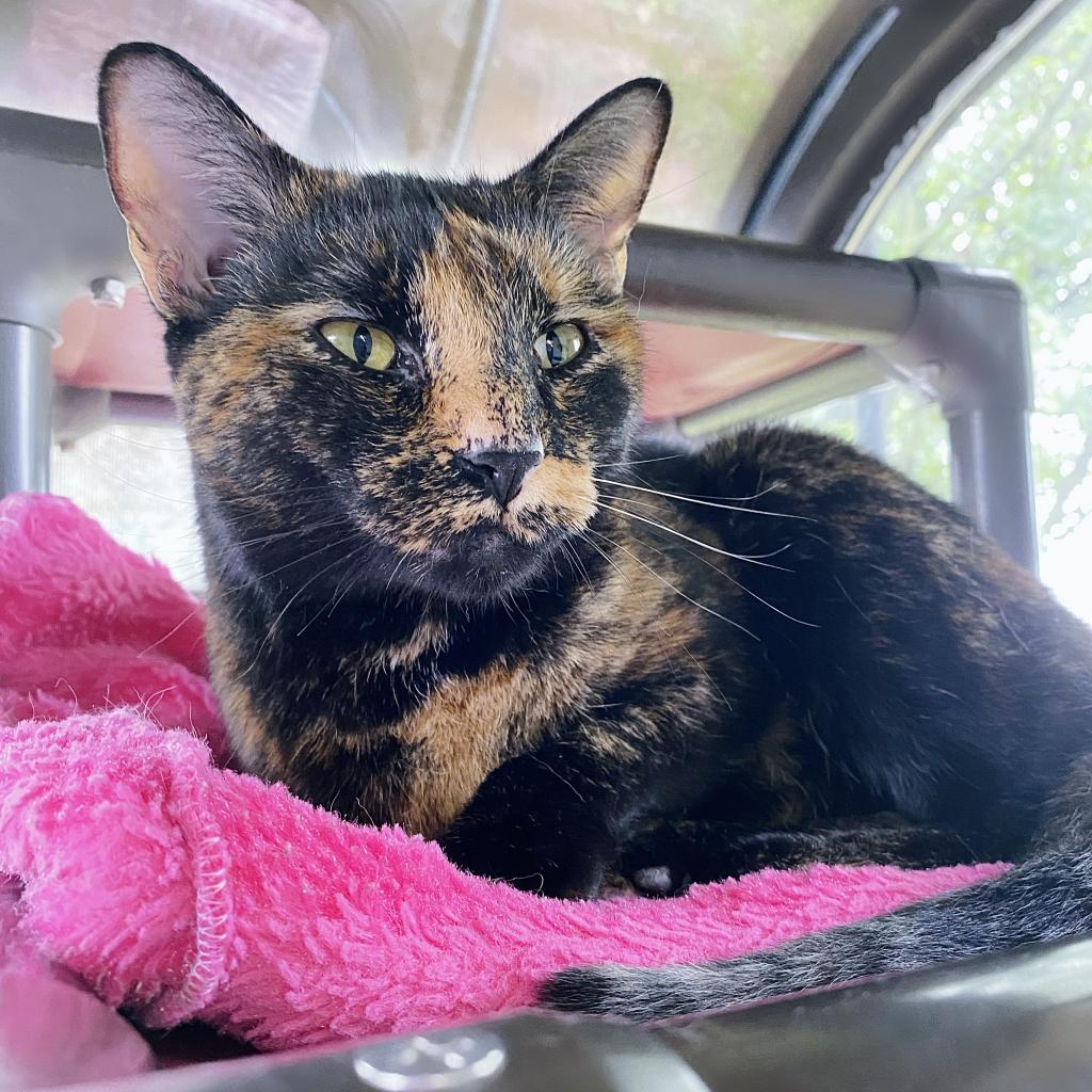 https://www.shelterluv.com/sites/default/files/animal_pics/4980/2023/04/26/15/20230426151925.png