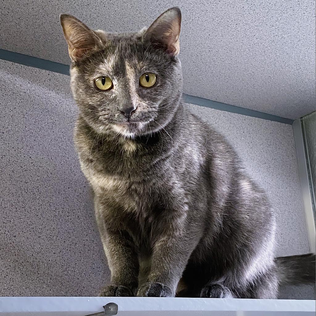 https://www.shelterluv.com/sites/default/files/animal_pics/4980/2023/04/26/16/20230426163151.png