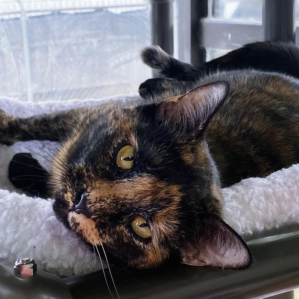 https://www.shelterluv.com/sites/default/files/animal_pics/4980/2023/04/27/13/20230427133011.png