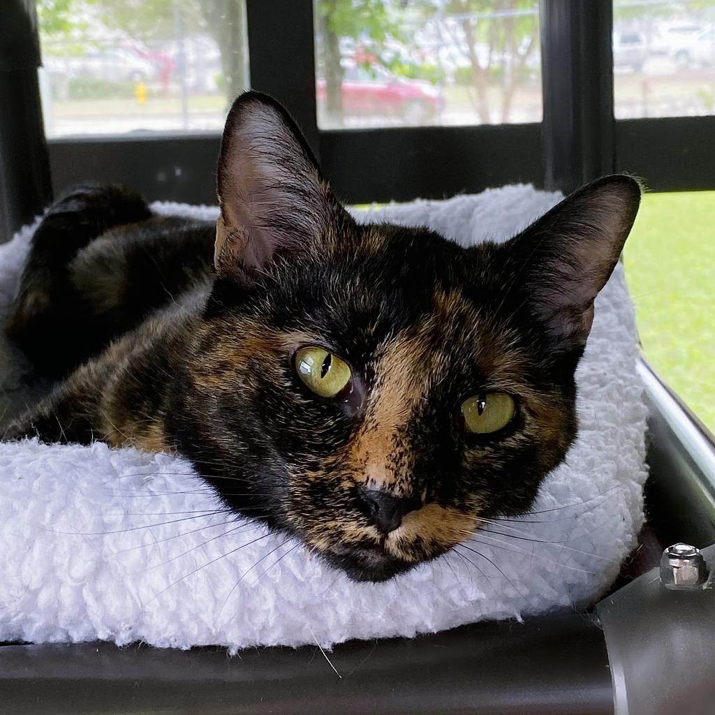 https://www.shelterluv.com/sites/default/files/animal_pics/4980/2023/04/27/13/20230427133030.png