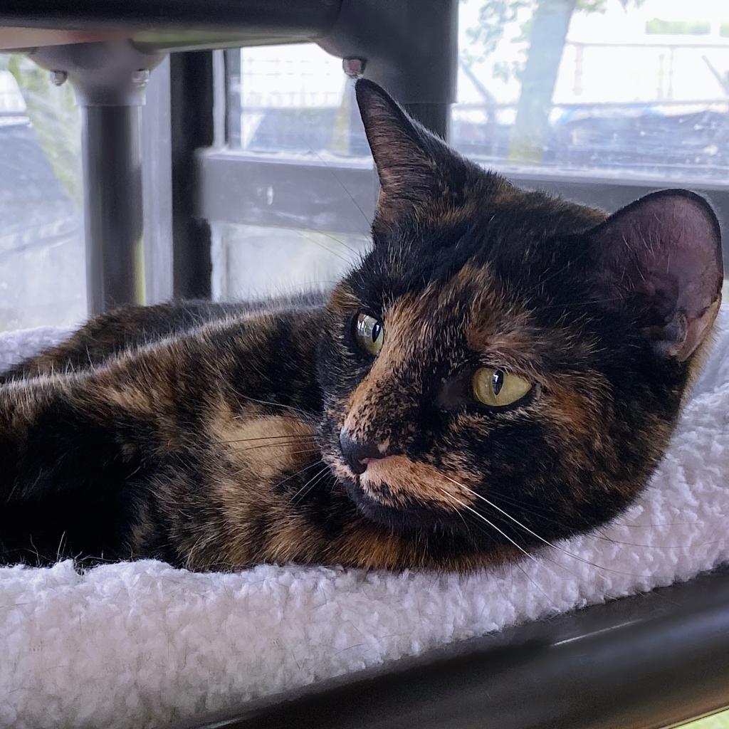https://www.shelterluv.com/sites/default/files/animal_pics/4980/2023/04/27/13/20230427133052.png