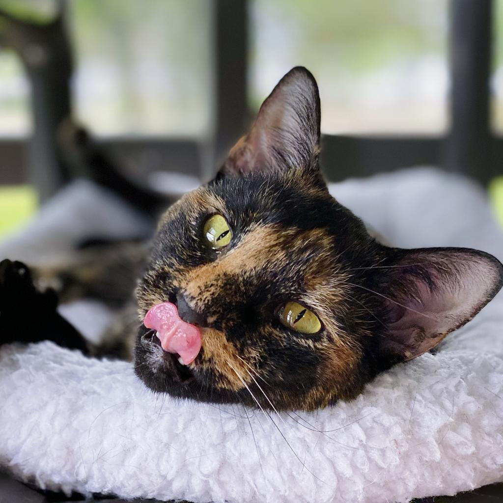 https://www.shelterluv.com/sites/default/files/animal_pics/4980/2023/04/27/13/20230427133110.png