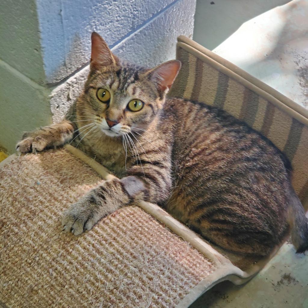 https://www.shelterluv.com/sites/default/files/animal_pics/4980/2023/04/29/07/20230429074828.png