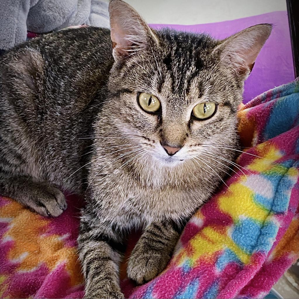 https://www.shelterluv.com/sites/default/files/animal_pics/4980/2023/04/29/13/20230429130754.png