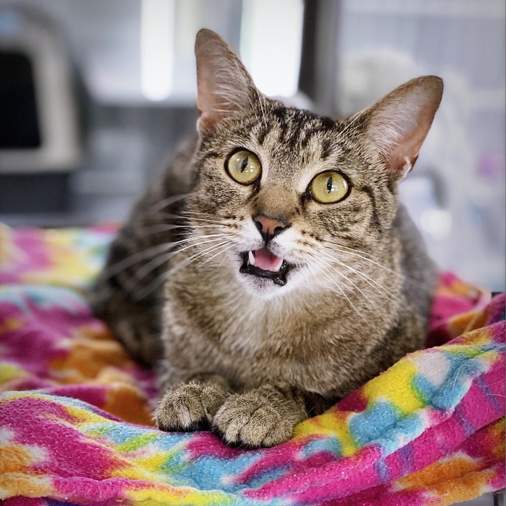 https://www.shelterluv.com/sites/default/files/animal_pics/4980/2023/04/29/13/20230429130813.png