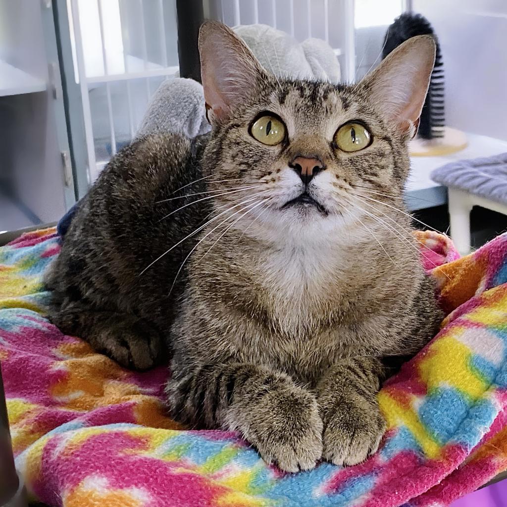 https://www.shelterluv.com/sites/default/files/animal_pics/4980/2023/04/29/13/20230429130909.png