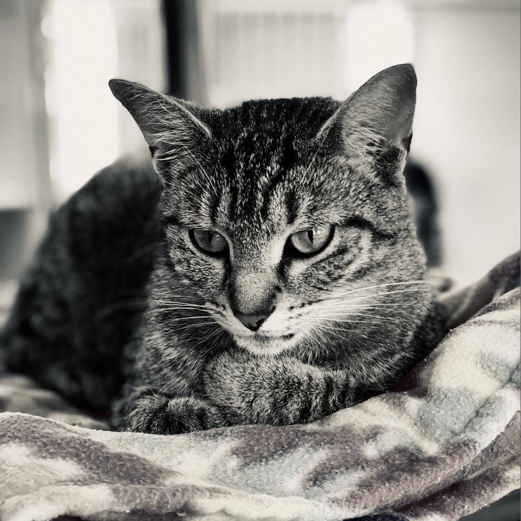 https://www.shelterluv.com/sites/default/files/animal_pics/4980/2023/04/29/13/20230429130947.png