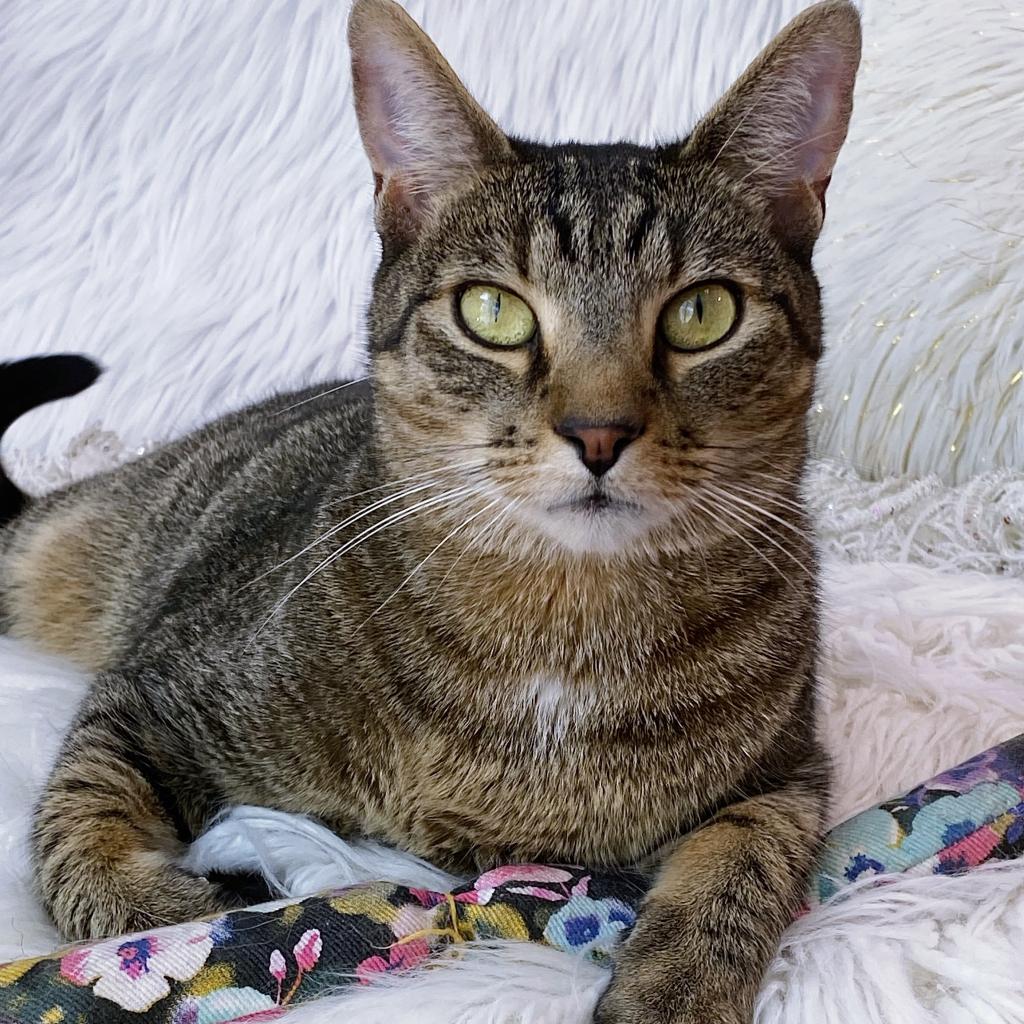 https://www.shelterluv.com/sites/default/files/animal_pics/4980/2023/05/05/07/20230505074109.png