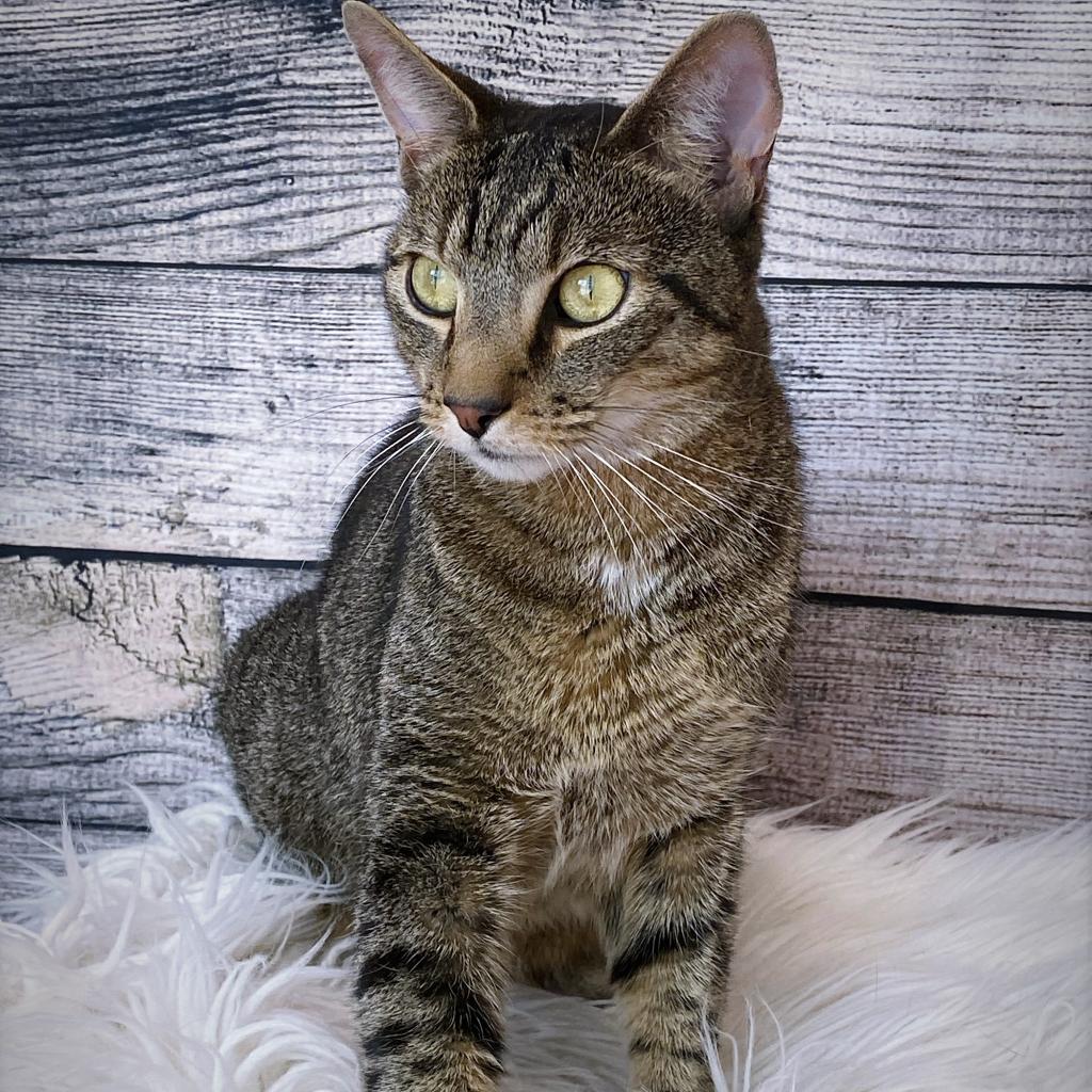https://www.shelterluv.com/sites/default/files/animal_pics/4980/2023/05/05/07/20230505074144.png
