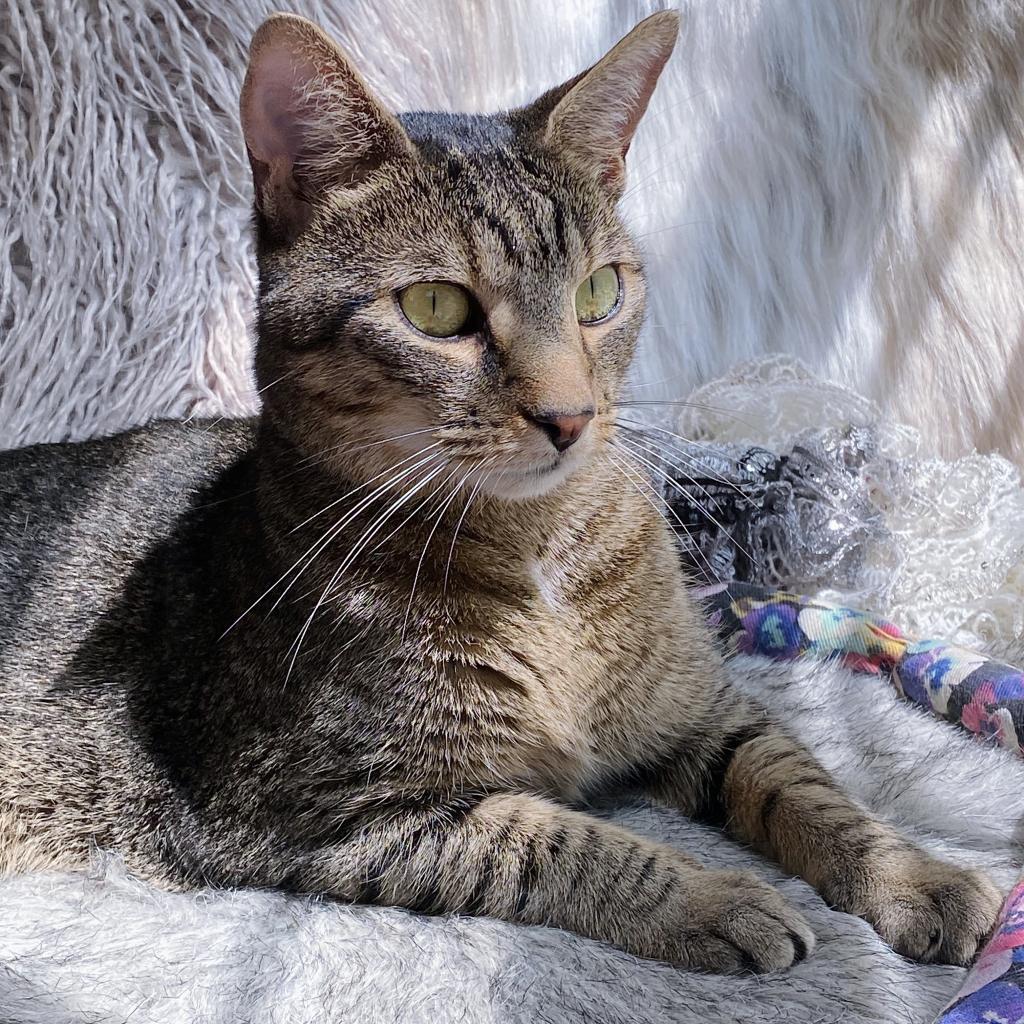 https://www.shelterluv.com/sites/default/files/animal_pics/4980/2023/05/05/07/20230505074207.png