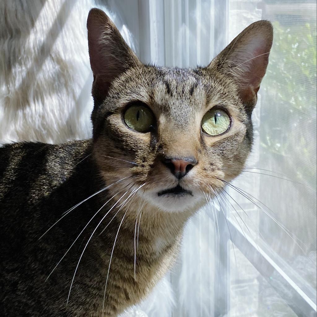 https://www.shelterluv.com/sites/default/files/animal_pics/4980/2023/05/05/07/20230505074226.png