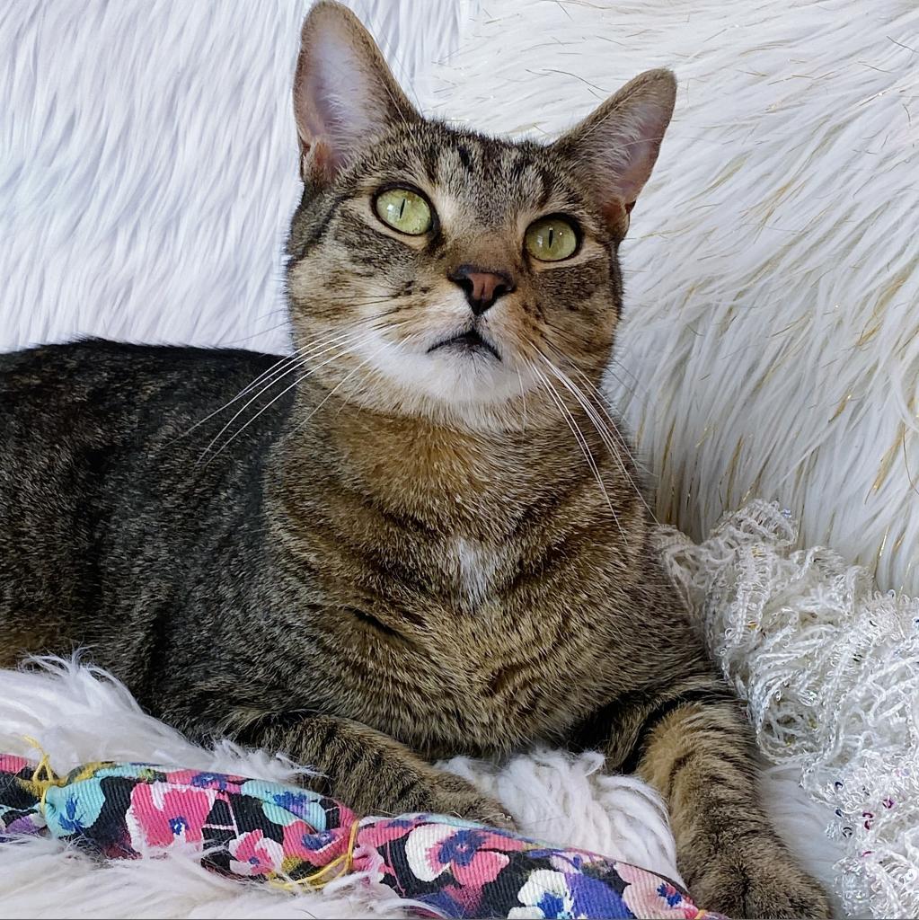 https://www.shelterluv.com/sites/default/files/animal_pics/4980/2023/05/05/07/20230505074256.png