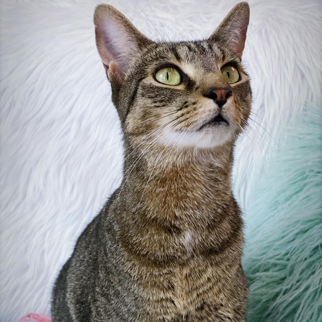 https://www.shelterluv.com/sites/default/files/animal_pics/4980/2023/05/05/07/20230505074332.png